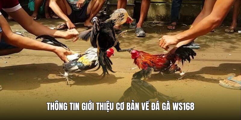 Sơ lược cơ bản chung về sảnh chọi kê trực tuyến